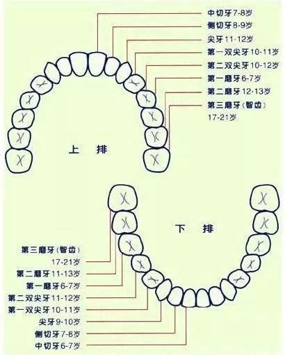 門牙作用|您知道人類牙齒的所有名稱嗎？ 